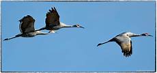 Pelican Tower Cranes