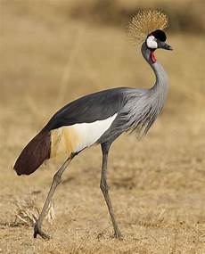 Toothed Cranes