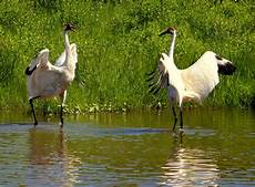 Crane Types