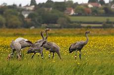Trophies Back Crane